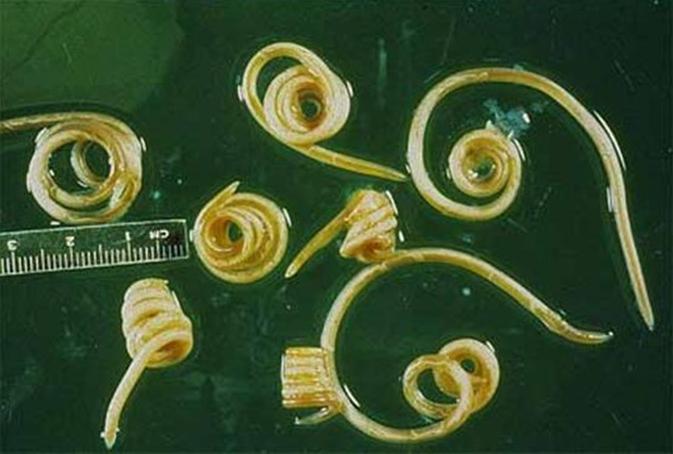 Can You Get Roundworms From Dogs Can You Get Roundworms From Dogs
